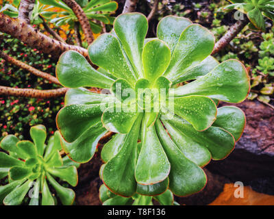 Close-up view of a wet green Aeonium Succulent with drops Stock Photo