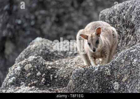 Unadorned rock wallaby, granite gorge, QLD, Australia. Stock Photo