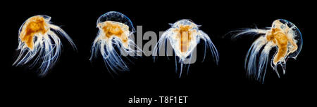 Darkfield photomicrograph, Acorn barnacle larval stages. Semibalanus balanoides. Stock Photo
