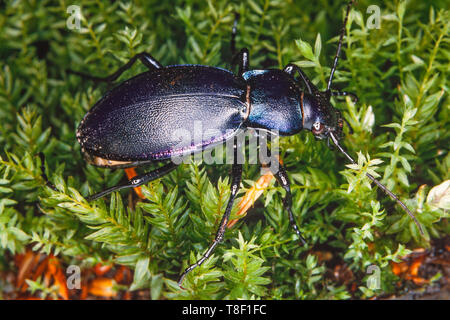 Carabus violaceus, sometimes called the violet ground beetle, or the rain beetle is a nocturnal species. Stock Photo