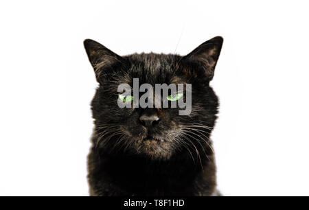 Portrait of common black cat with green eyes on white background. Horror atmospheres and halloween concept. Look panther and witch eyes. Bad luck and Stock Photo