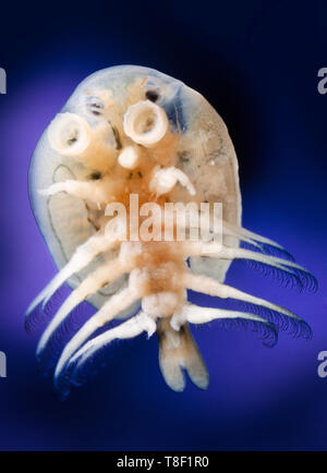 Argulus foliaceus, fish parasite, common fish louse, ventral view ...