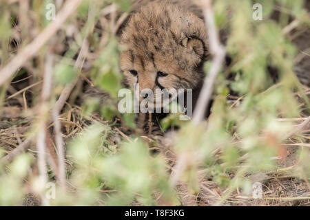 Newborn cheetah hidden under a shrub, Ngorongoro Conservation Area, Tanzania Stock Photo