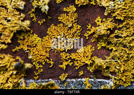 Moss growing on brick wall Stock Photo