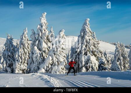 France, Haute Savoie, massive Bauges, above Annecy limit with the Savoie, the Semnoz plateau exceptional belvedere on the Northern Alps, cross skating skier and snow covered fir trees Stock Photo
