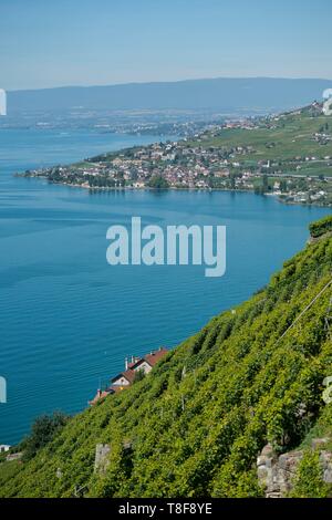 Switzerland, Canton of Vaud, the vineyards of Lavaux, listed as World Heritage by UNESCO, walk in the vineyards of Epesses and LÚman lake Stock Photo