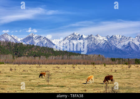 Tunka Valley. April. Calves of Buryat meat breed graze in meadow against background of mountains of Eastern Sayan Stock Photo