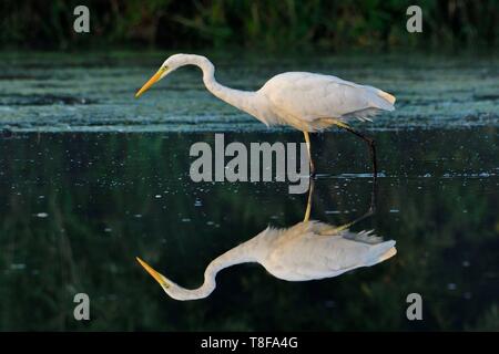 France, Doubs, Brognard, natural area of the Allan, Great Egret (Ardea alba) Stock Photo