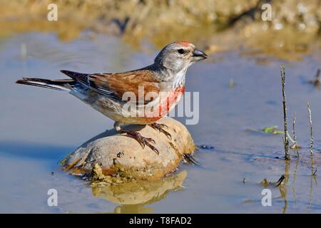 France, Doubs, Common linnet (Carduelis cannabina), male drinking in a puddle Stock Photo