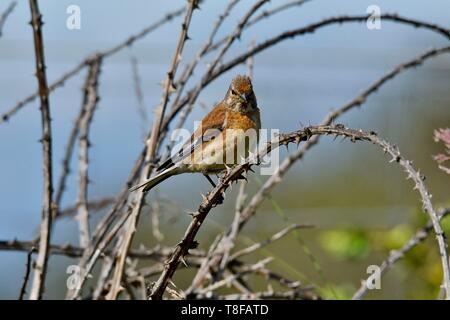 France, Lozere, Causse Mejean, Common Linnet (Carduelis cannabina), male Stock Photo