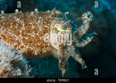 Closeup of the side and head of a European common cuttlefish, Sepia officinalis Stock Photo