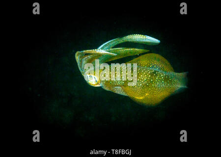 Closeup of the beautiful green and gold  Bigfin reef or oval squid, Loliginidae Sepioteuthis lessoniana, Stock Photo