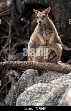 Unadorned rock wallaby with joey in her pouch Stock Photo