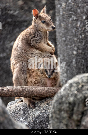 Rock wallaby with baby in pouch Stock Photo