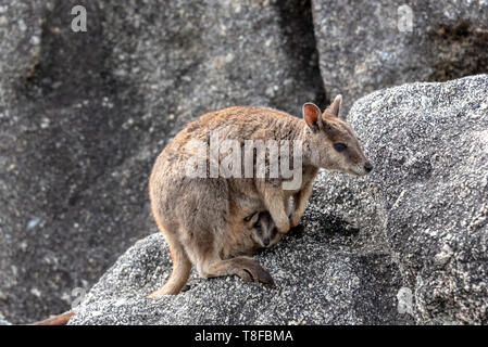 Mother rock wallaby with joey in pouch Stock Photo