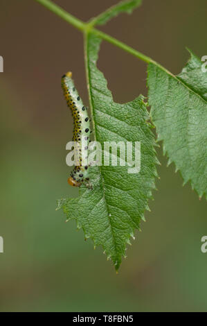 This Large Rose Sawfly (Arge ochropus) larvae, along with its family group stripped a whole branch of this Dog Rose (Rosa canina) over a few days. Stock Photo
