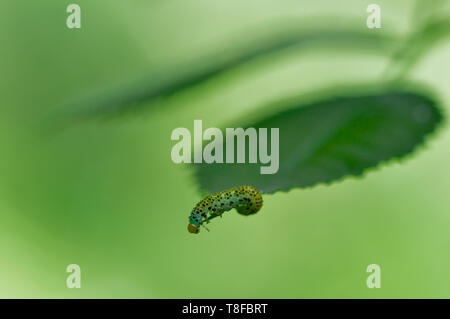 This Large Rose Sawfly (Arge ochropus) larvae, along with its family group stripped a whole branch of this Dog Rose (Rosa canina) over a few days. Stock Photo