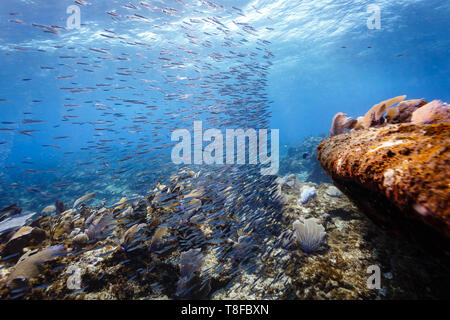 School of anchovy fish underwater in the Atlantic ocean near the ...