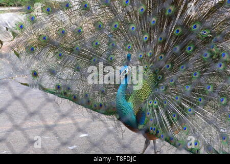 peacock showing its feathers. Beautiful peacock. male peacock displaying his tail feathers. Spread tail-feathers of peacock are dating Stock Photo