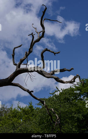 Spooky barren tree branches silhouetted against a blue sky on a sunny day in North London's Trent Park with clouds Stock Photo