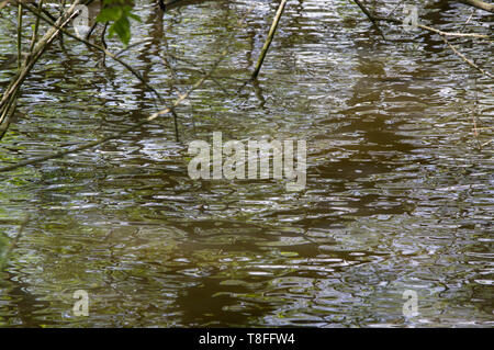 Tree branches reflected in water form an abstract greenish background Stock Photo