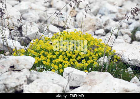 Saxifraga aizoides (yellow mountain saxifrage / yellow saxifrage) on limestone rocks. Mountain flowers. The Dolomites. Italian Alps. Stock Photo