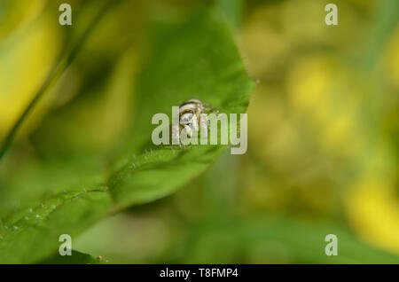Tiny jumping spider (zebra back spider, lat. Salticus scenicus) lurking on a leaf, intentional blur Stock Photo