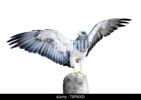 Aguja, a bird in the hawk family standing on a dead tree stump with spread wings, about to take flight. Isolated on white. Clipping Path included. Stock Photo