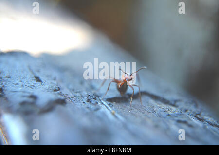 Carpenter ant on a wood surface closeup with intentional blur Stock Photo