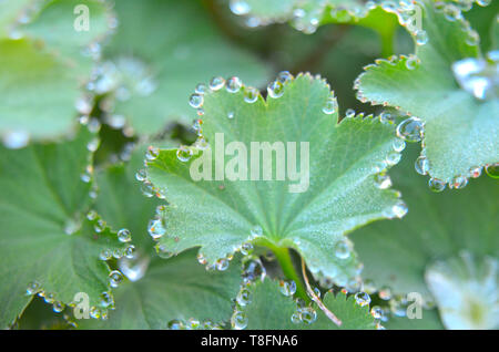 Alchemilla vulgaris (common lady's mantle) leafs with sparkling dew droplets, often used in herbal medicine, especially to cure gynecological problems Stock Photo