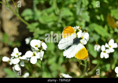 Male orange tip butterfly (Anthocharis cardamines) in a spring summer garden on a sunny day, sitting on lobelia flowers Stock Photo