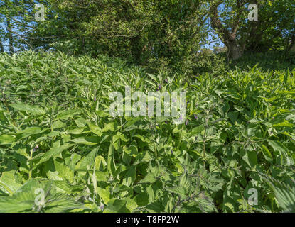 Mass of early growing Comfrey / Symphytum officinale on a sunny summer day. Used as a herbal / medicinal plant and known as Bone-kit Stock Photo