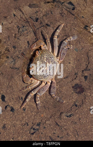 River Crab (Potamon potamios)
