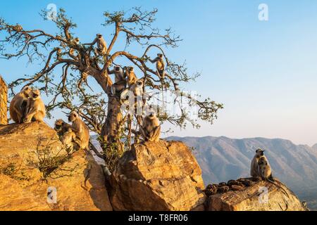 India, Rajasthan, Pushkar, holy city for Hindus, monkeys around Savitri temple at the top of the Ratnagiri Hil Stock Photo