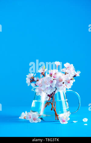 Cherry blossom in a glass teapot on a sky blue background with copy space. Color block object photography. Stock Photo