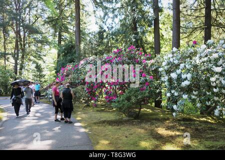 People admiring large rhododendron bushes at Portland Japanese Garden in Portland, Oregon, USA. Stock Photo