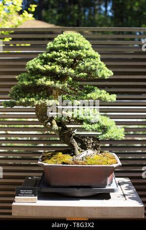 ファッション人気ブランドランキング Tsuga mertensiana years 150 age bonsai - Hemlock Mountain - アウトドア寝具