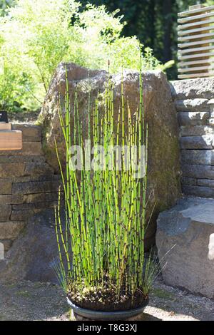 Equisetum hyemale - scouring rush horsetail - at Portland Japanese Garden in Portland, Oregon, USA. Stock Photo