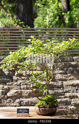 Highbush blueberry bonsai - Vaccinium corymbosum - age 15 years, at  Portland Japanese Garden in Portland, Oregon, USA Stock Photo - Alamy