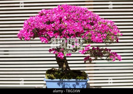 Kurume Azalea rhododendron hybrid bonsai, age 50 years, at Portland Japanese Garden in Portland, Oregon, USA. Stock Photo