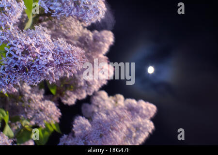 The Lillac flowers and the Moon Stock Photo