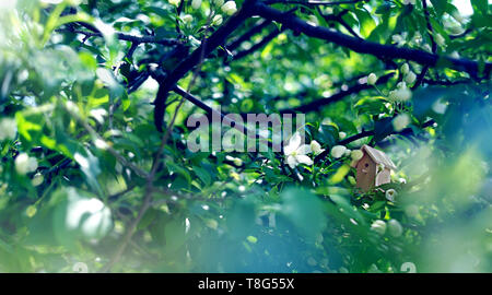 Birdhouse on a blooming apple tree, tiny nesting box in spring flowers. Creative spring photography with copy space. Buying home concept Stock Photo