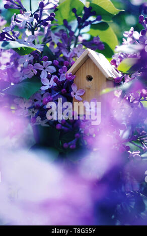 Birdhouse on a blooming lilac tree, tiny nesting box in spring flowers. Creative spring photography with copy space. Buying home concept Stock Photo