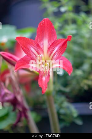 flowering red Hippeastrum flower. (Sometimes called incorrectly, amaryllis) Photographed in a garden in Israel in May