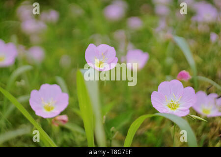 Close up picture of 3 Pink Evening Primrose flowers taken at the blooming spring season in TX, USA Stock Photo