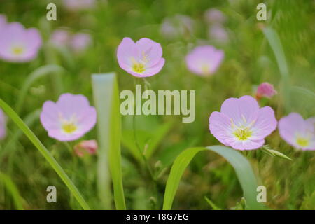 Close up picture of 3 Pink Evening Primrose flowers taken at the blooming spring season in TX, USA Stock Photo