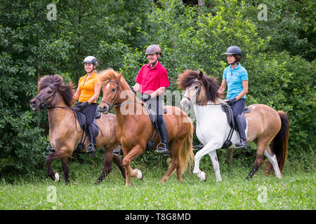 Icelandic Horse. Threehorses ridden by family outdoors in summer. Austria Stock Photo