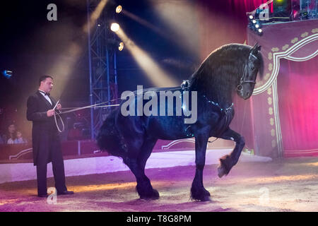 Louis Knie junior in his circus, showing a Friesian stallon at long-rein, performing a piaffe. Austria. Austria Stock Photo