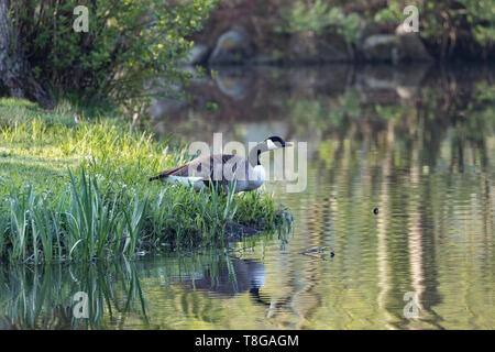 Canada Goose-Bernache du Canada (Branta canadensis), France. Stock Photo