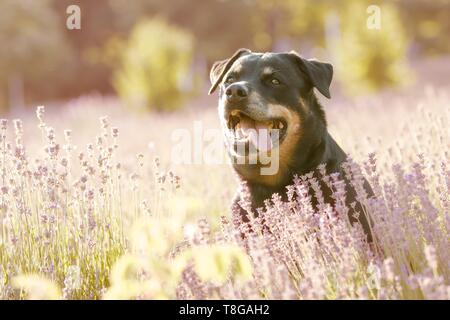 Rottweiler Mongrel in the heathland Stock Photo